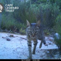 South African wildcat
